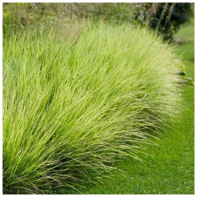 SESLERIA AUTUMNALIS/BLAUWGRAS