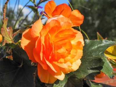BEGONIA X TUBERHYBRIDA/KNOLBEGONIA ORANGE
