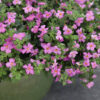 BACOPA/TAPIJTBLOEM 'GREAT ROSE'