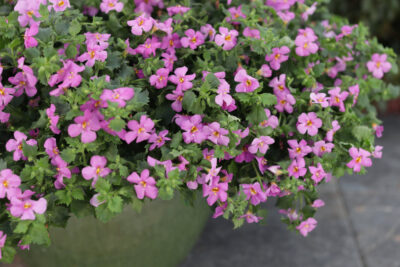BACOPA/TAPIJTBLOEM 'GREAT ROSE'