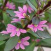 SCAEVOLA AEMULA/WAAIERBLOEM PINK