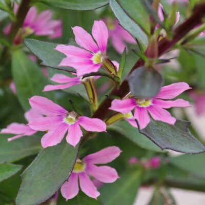 SCAEVOLA AEMULA/WAAIERBLOEM PINK