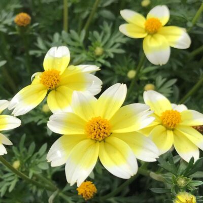 BIDENS/TANDZAAD YELLOW AND WHITE