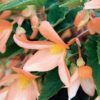 BEGONIA BOLIVIENSIS/BOLIVIAANSE BEGONIA APRICOT - Afbeelding 2