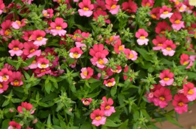 NEMESIA/ELFENSPIEGEL 'SUNSATIA PLUS BERRY DELIGHT'