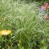 CAREX COMANS 'FROSTED CURLS'/ZEGGE