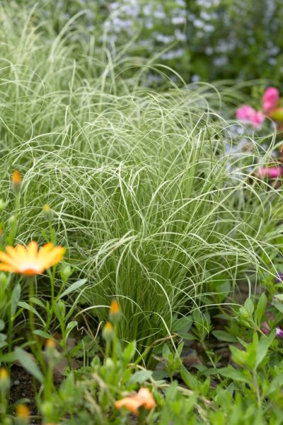 CAREX COMANS 'FROSTED CURLS'/ZEGGE