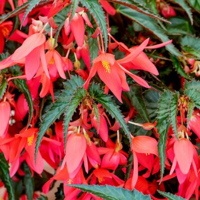 BEGONIA BOLIVIENSIS/BOLIVIAANSE BEGONIA ROSE