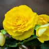 BEGONIA X TUBERHYBRIDA/KNOLBEGONIA YELLOW