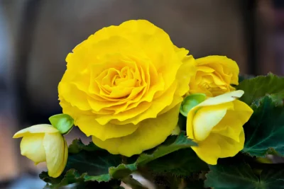 BEGONIA X TUBERHYBRIDA/KNOLBEGONIA YELLOW