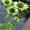 ECHINACEA 'GREEN JEWEL'/ZONNEHOED